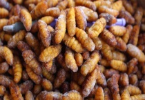 金丝蛹是什么虫子