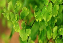 植物生长激素的使用技术 附使用多久？