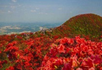 丹寨龙泉山杜鹃花什么时候开