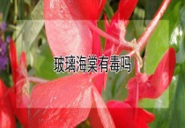 玻璃海棠有毒吗？