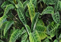 肖竹芋的养殖方法及注意事项 尤其是提供合适的生长环境