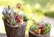 砖上怎么种多肉植物