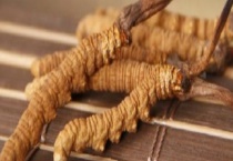 一根冬虫夏草多少钱？冬虫夏草的鉴别多久？