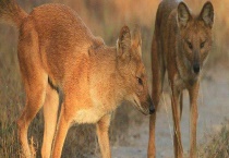 豺是虎的天敌这一说法正确吗 豺是种什么动物