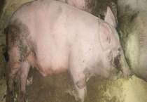 猪口蹄疫防治方法 附猪口蹄疫临床症状