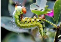 毛毛虫有几条腿