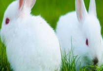 兔子尾巴的作用是什么 为什么那么短