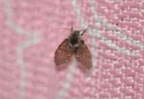 夏天小飞虫怎么多久？