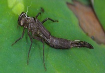 蜻蜓幼虫叫什么 吃什么？