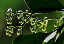 冬青树皮的功效与作用