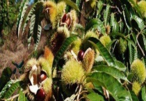 板栗传播种子靠什么 附板栗品种分类