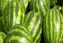 西瓜炭疽病防治方法 西瓜炭疽病的危害症状