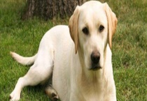 拉布拉多与草狗有什么不同 主要有这六个区别？