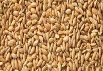 稻谷生虫怎么才能消灭？