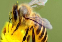 分蜂是老王走还是新王走 附分蜂时间