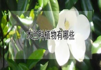 木兰科植物有哪些？