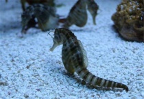 海马公的生还是母的生