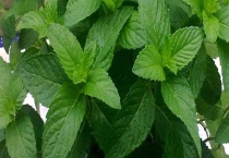 薄荷和藿香的区别？