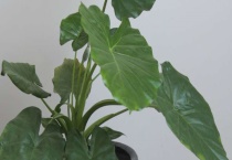 怎么让滴水观音变多头