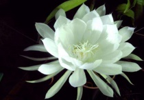 昙花开放的时间有多长