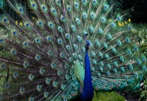 孔雀和凤凰的区别？ 有以下四个方面