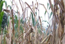 玉米青枯病 主要的防治措施是什么？