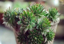 观音莲要深盆还是浅盆