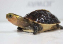 养人工黄缘龟犯法吗？