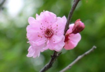 红梅花养殖多久？