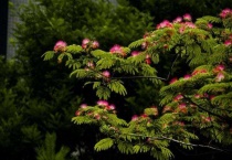 绒花树为啥叫鬼树