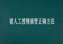 猪人工授精插管正确多久？