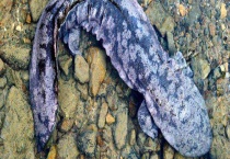 娃娃鱼吃什么 附捕食习性