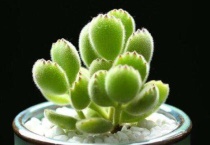 熊童子冻了还能缓过来吗？