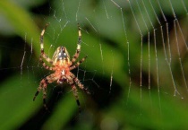 蜘蛛的别名叫什么名字