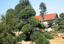 灌木和乔木的区别？