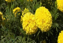 万寿菊病虫害防治技术 附发病特征