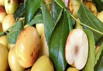 大荔冬枣的成熟时间是什么时候 什么是大荔冬枣