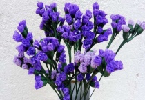 勿忘我要加水养吗？