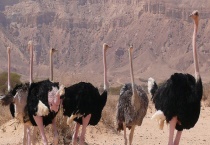 鸵鸟的繁殖方法 附鸵鸟的经济价值