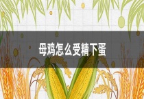 母鸡怎么受精下蛋