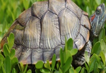 乌龟什么时候下蛋？附乌龟蛋的效果