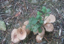 嘉宝果怎样施肥才正确