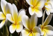 鸡蛋花可不可以生吃 鸡蛋花的药理作用有哪些？