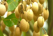 龙眼和荔枝的区别？ 详细介绍