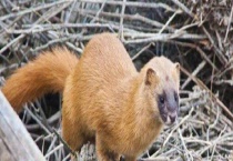 宠物黄鼠狼饲养方法 附繁殖多久？