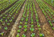 2月适合种植什么菜