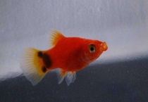 鱼为什么在缸底不上来