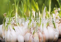 夏天蒜瓣不发芽的原因？