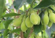 喜暖在南方的树是什么？