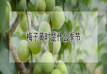 梅子黄是什么季节